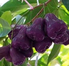 Rose Apple Fruit Seeds for Planting – Heirloom Non-GMO High Germination Organic Garden Seeds