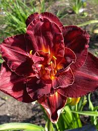 Dark Maroon Hemerocallis Flower Seeds – Heirloom Non-GMO Organic Garden Seeds