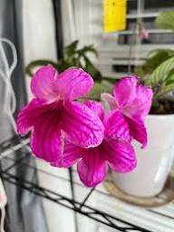 Streptocarpus Flower Seeds Light Pink for Planting – Heirloom, Non-GMO, High Germination Organic Garden Seeds