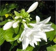 White Hosta Plantaginea Flower Seeds Heirloom Non-GMO High Germination Organic Garden Seeds for Planting