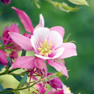 Columbine Flower Seeds Pink White for Planting – Heirloom Non-GMO High Germination
