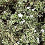 Silver Sage Brush Flower Seeds for Planting – Heirloom, Non-GMO, High Germination Organic Garden Seeds