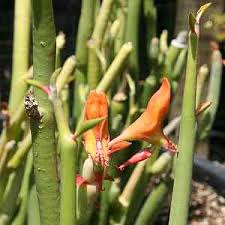 Orange Red Slipper Flower Seeds – Heirloom, Non-GMO, High Germination Organic Garden Seeds for Planting