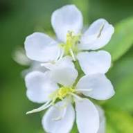 White Pincushion Flower Seeds – Heirloom Non-GMO High Germination Organic Garden Seeds
