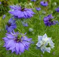 Purple Nigella Flower Seeds – Heirloom, Non-GMO, High Germination Organic Garden Seeds for Planting