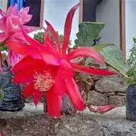 Pink Discocactus Epiphyllum Flower Seeds Heirloom Non-GMO High Germination Organic Garden Seeds for Planting