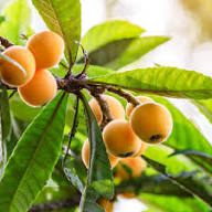 Loquat Seeds Organic Heirloom Non-GMO High Germination Organic Garden Seeds for Planting