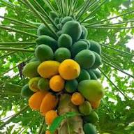 Green Orange Papaya Seeds Heirloom Non-GMO High Germination Organic Garden Seeds for Planting