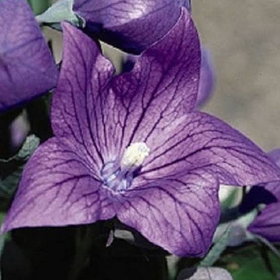 Flor de campanilla violeta para plantar Platycodon Grandiflorus para jardín en casa y jardín urbano