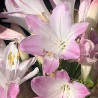 Pink Agaventhus Flower Seeds for Planting – Heirloom, Non-GMO, High Germination Organic Garden Seeds