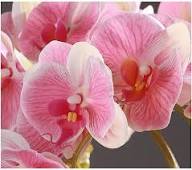 Phalaenopsis Orchid Flower Seeds Pink – Heirloom Non-GMO High Germination Organic Garden Seeds for Planting
