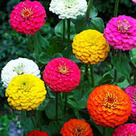 Zinnia Flowers Seeds Mixed – Heirloom Non-GMO High Germination Organic Garden Seeds