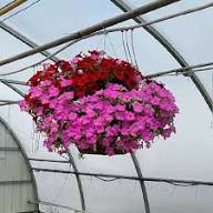 Mixed Climbing Calibrachoa Flower Seeds – Heirloom, Non-GMO, High Germination Seeds