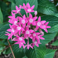 Pink Star Creeper Blumensamen – Alte Sorte, gentechnikfrei, hohe Keimfähigkeit, Bio-Gartensamen