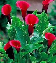Red Calla Lily Flower Seeds Heirloom Non-GMO High Germination Organic Garden Seeds for Planting