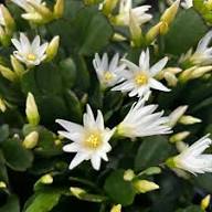 White Rhipsalidopsis Flower Seeds for Planting – Heirloom Non-GMO High Germination Organic Garden Seeds