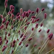 Purple Organic Sanguisorba Flower Seeds – Heirloom Non-GMO High Germination Seeds