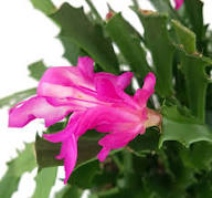 Light Pink Schlumbergera Flower Seeds for Planting – Heirloom, Non-GMO, High Germination Organic Garden Seeds