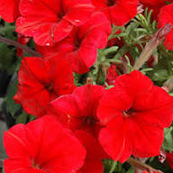 Red Petunia Pelleted Flower Seeds – Heirloom, Non-GMO, High Germination Organic Garden Seeds for Planting, Seeds for Planting