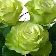 Green Rose Plant Seeds for Planting – Heirloom, Non-GMO, High Germination Organic Garden Seeds