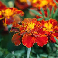 Red Tagetes Flower Seeds Heirloom Non-GMO High Germination Organic Garden Seeds for Planting