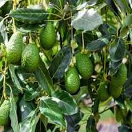 Mixed Avocado Seeds – Heirloom, Non-GMO, High Germination Organic Garden