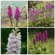 Purple White Dactylorhiza Fuchsii Flower Seeds Heirloom Non-GMO High Germination Organic Garden Seeds for Planting