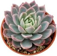 Succulent Flower Seeds Green for Planting – Heirloom, Non-GMO, High Germination Organic Garden Seeds