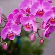 Purple Phalaenopsis Orchid Flower Seeds Heirloom Non-GMO High Germination Organic Garden Seeds for Planting