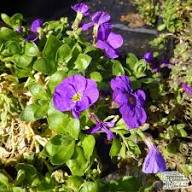 Aubrieta-Blumensamen, Lila Kresse – Alte Sorte, gentechnikfrei, keimstark, Bio-Gartensamen
