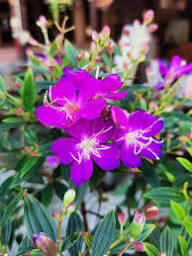 Tibouchina Granulosa Flower Seeds Heirloom Non-GMO High Germination Organic Garden Seeds