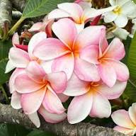 Plumeria Flower Seeds Pink White – Heirloom Non-GMO High Germination Organic Garden Seeds