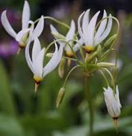 White Dodecatheon Flower Seeds – Heirloom Non-GMO High Germination
