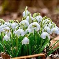 White Galantus Flower Seeds – Heirloom, Non-GMO, High Germination Organic Garden Seeds for Planting