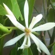 White Michauxia Flower Seeds Heirloom Non-GMO High Germination Organic Garden Seeds
