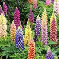 Semillas de Flores de Lupino Mixtas – Legado, No-Transgénicas, Semillas de Alta Germinación