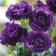 Violet Eustoma Flower Seeds – Heirloom Non-GMO High Germination Organic Garden Seeds