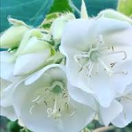 White Dombeya Flower Seeds Heirloom Non-GMO High Germination Organic Garden Seeds for Planting