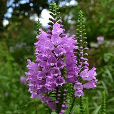 Pink Physostegia Flower Seeds – Heirloom Non-GMO High Germination Organic Garden Seeds for Planting