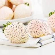 Strawberry Seeds White – Heirloom, Non-GMO, High Germination Organic Garden Seeds for Planting
