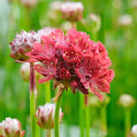 Rote Armeria Blumen Samen Erbstück gentechnikfrei hohe Keimrate Bio Garten Samen zum Pflanzen