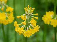 Yellow Candelabra Primrose Flower Seeds for Planting – Heirloom Non-GMO High Germination Organic Garden Seeds