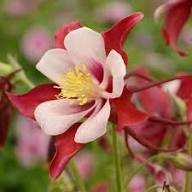 Semillas de flores gigantes de Aquilegia blancas y rojas para plantar, reliquia, sin OMG, alta germinación, semillas de jardín orgánicas