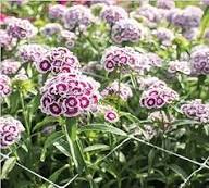 Red White Dianthus Flower Seeds for Planting – Heirloom Non-GMO High Germination Organic Garden Seeds