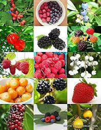 Mix Wild Berry Fruit Seeds for Planting – Heirloom Non-GMO High Germination Organic Garden Seeds