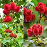 Mixed Achiote Seeds – Heirloom, Non-GMO, High Germination Organic Garden Seeds for Planting