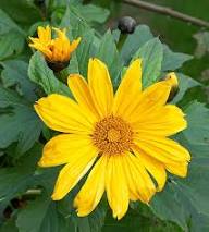 Yellow Tithonia Diversifolia Flower Seeds Heirloom Non-GMO High Germination Organic Garden Seeds