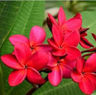 Pink Plumeria Flower Seeds – Heirloom, Non-GMO, High Germination Organic Garden Seeds Seeds for Planting
