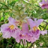 Pink Willow Flower Seeds – Heirloom Non-GMO High Germination Organic Garden