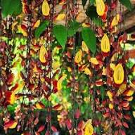 Yellow Thunbergia Coccinea Flower Seeds Heirloom Non-GMO High Germination Organic Garden Seeds